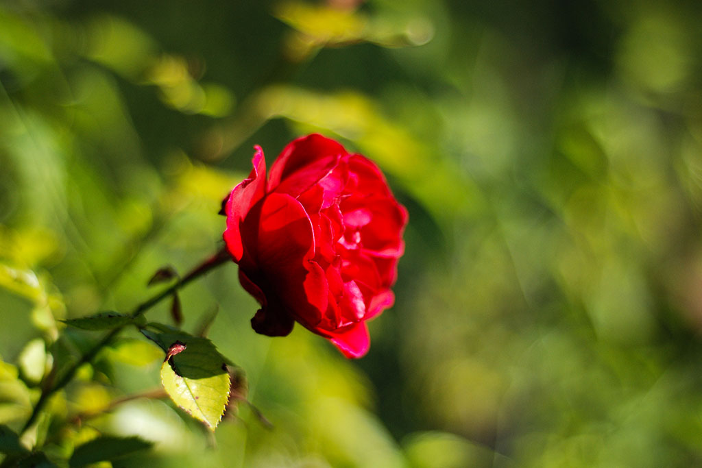 WordPress WooCommerce